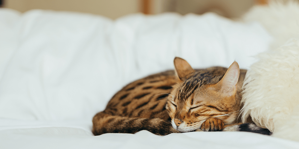 Cats not Ads! Nigel talks to BBC Radio Nottingham.