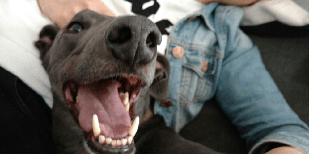 Verena’s in the Dog House!