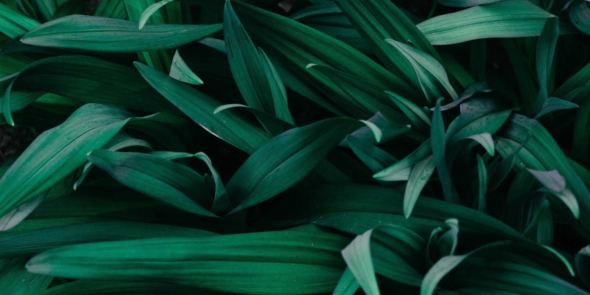 Best Way to Get Media Attention: Being Banned or Being Green?